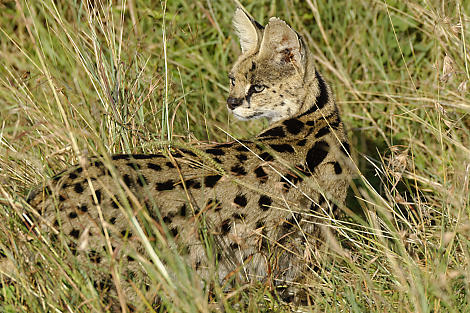 Serval