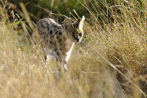 Die Lichtstimmung stimmt, der Serval ist gut im Bild.