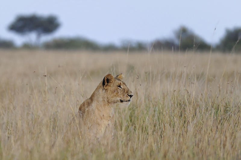 Löwenweibchen beobachtet die Umgebung.