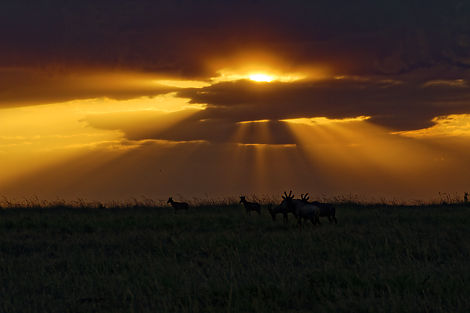 Sundowner