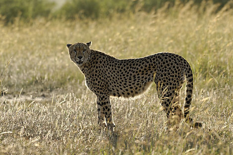 Gepard im Morgenlicht