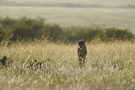 Gepard durchstreift sein Revier