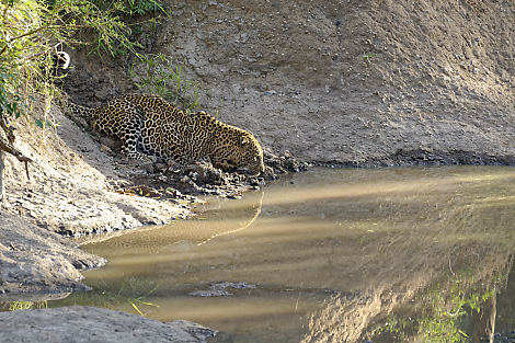 Glück gehabt, der Leopard war nur ganz kurz an der Wasserstelle