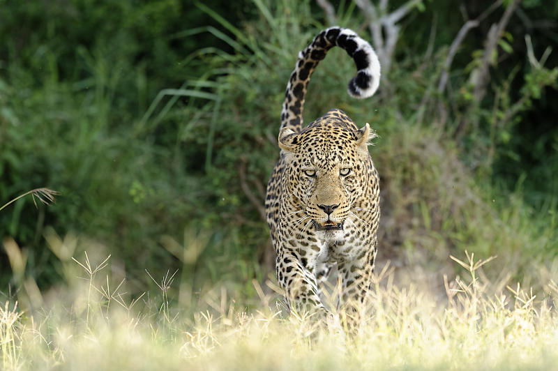 Darf ich vorstellen: Golden Boy aus der Masai Mara