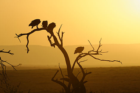 Sonnenaufgang mit Geier