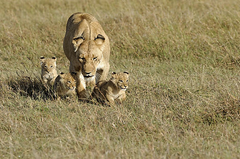 Löwenbabys auf Spaziergang