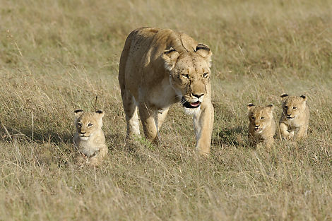 Löwenbabys auf Spaziergang