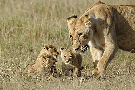 Löwenbabys auf Spaziergang