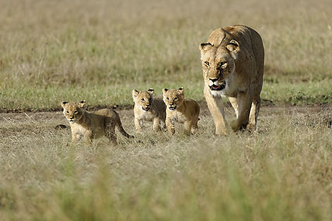 Löwenbabys auf Spaziergang