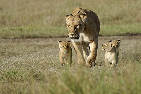 Löwenbabys auf Spaziergang