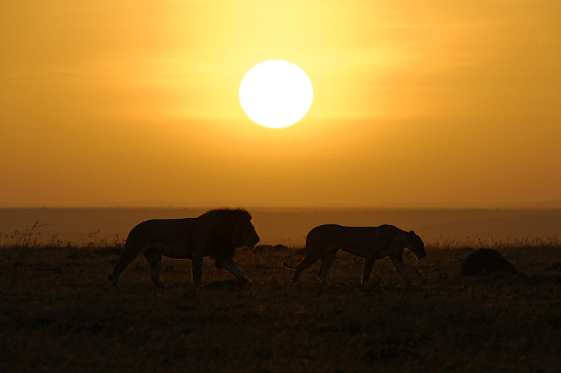 Sonnenaufgang mit Löwen