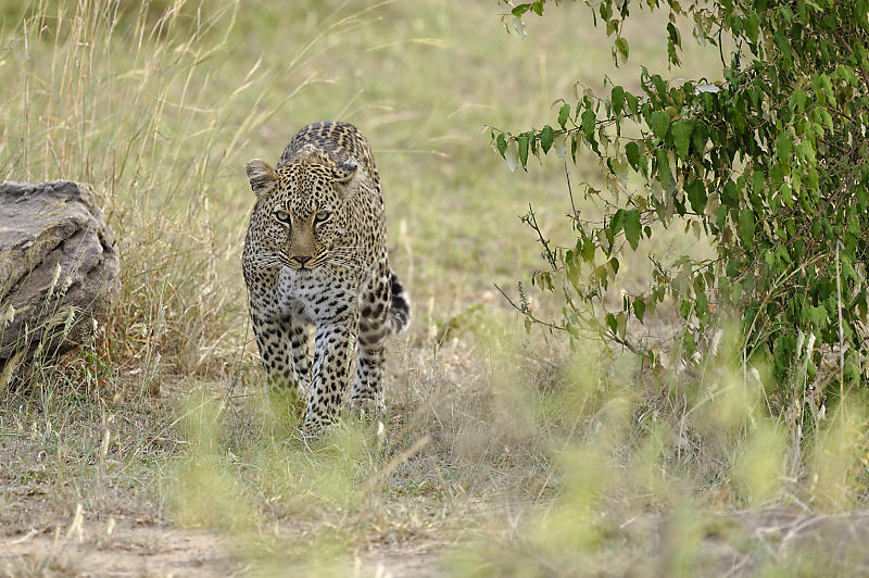 Die Leopardin Bahati