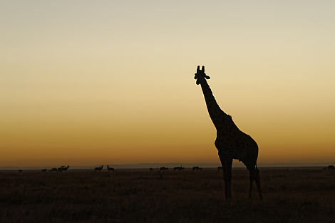 Giraffe bei Sonnenaufgang