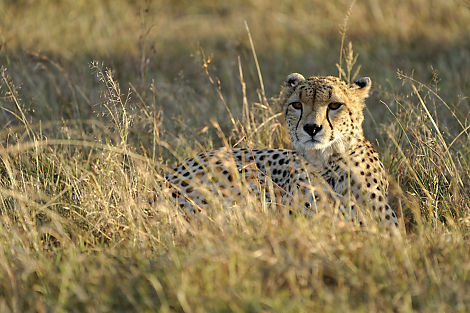 Gepard im Morgenlicht. Seine Jagd auf eine Thomson-Gazelle haben wir leider verpasst.