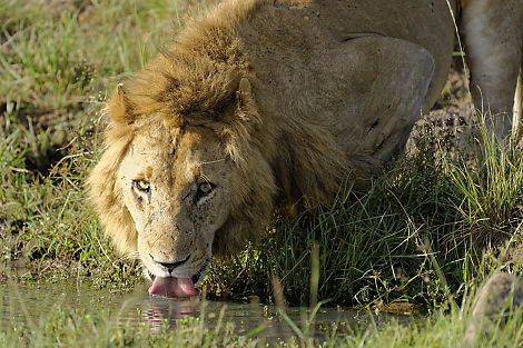 Löwe an einer Wasserstelle