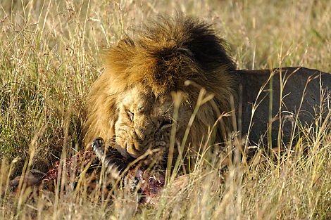 Löwe mit Kill