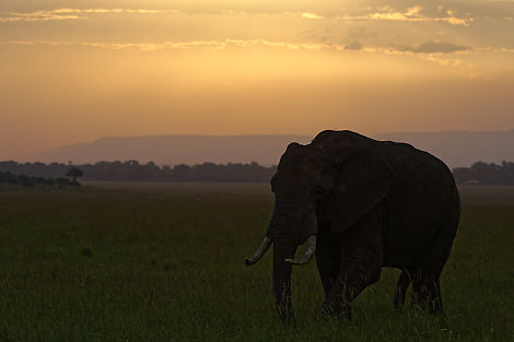 Sonnenuntergang mit Elefant