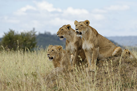 Ein Teil der Gruppe von Löwen