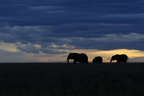 Sonnenuntergang mit Elefant