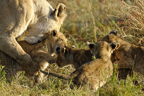 Vier junge Löwen am spielen