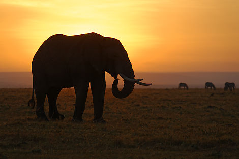 Sonnenaufgang mit Elefant