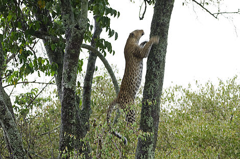 Leopardin Lorien springt auf den Baum in dem sie ihre Beute versteckt hat