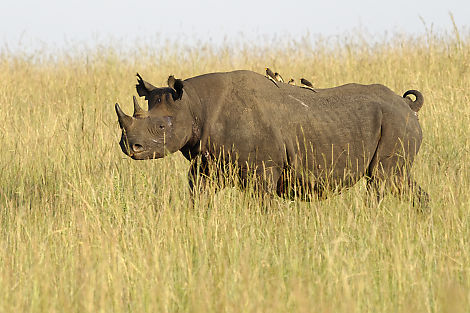 Rhino mit Jockeys