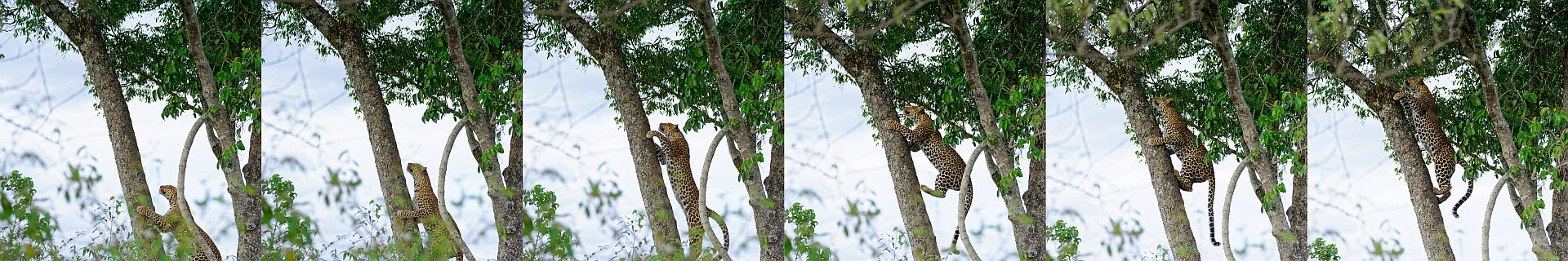 Leopard sprint auf den Baum