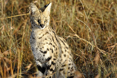 Serval im Morgenlicht