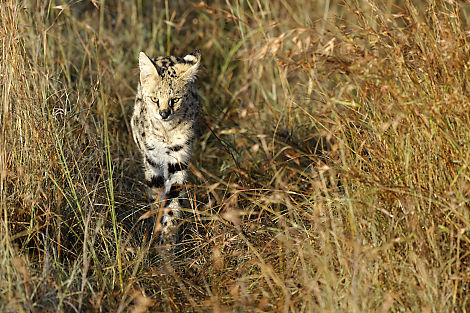 Glück gehabt, der Serval läuft genau auf mich zu