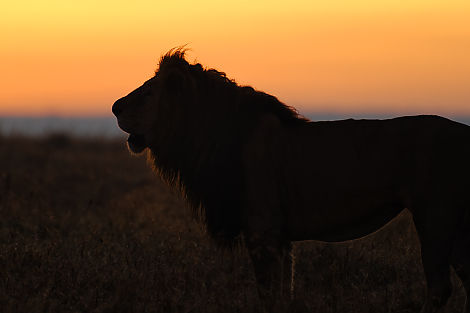 Sonnenaufgang mit Löwe