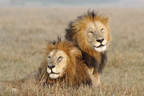 Zwei schöne Löwen die zur Gruppe von Scareface gehören