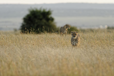Die Geparden durchstreifen ihr Revier nach Beute