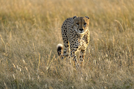 Gepard im schönsten Morgenlicht