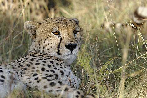 Gepard close-up