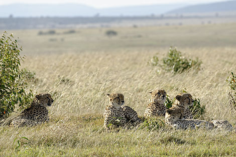 Die fünf Geparden, bekannt unter der Bezeichnung 'Five Boys'