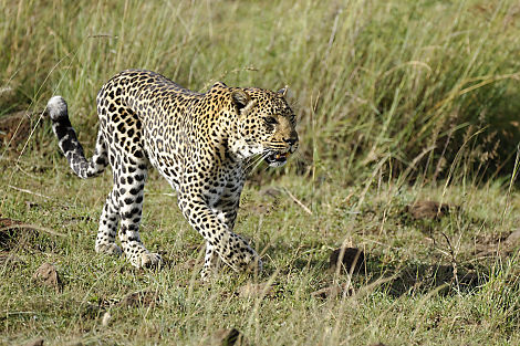 Die Leopardin ist eine Schönheit
