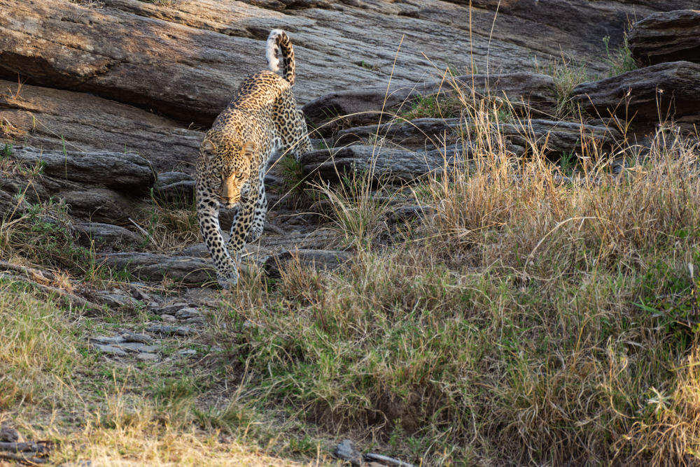 Die Masai nennen Kaboso den Leopard mit dem bösen Blick