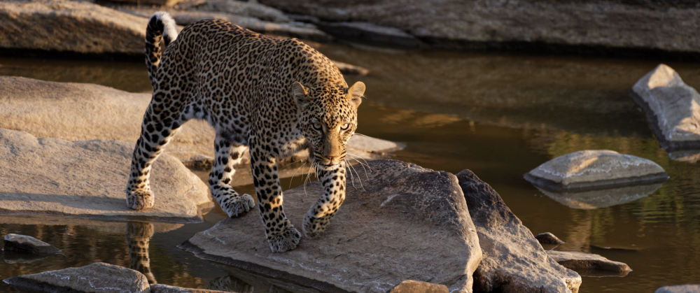 Die Leopardin Kaboso im schönsten Licht