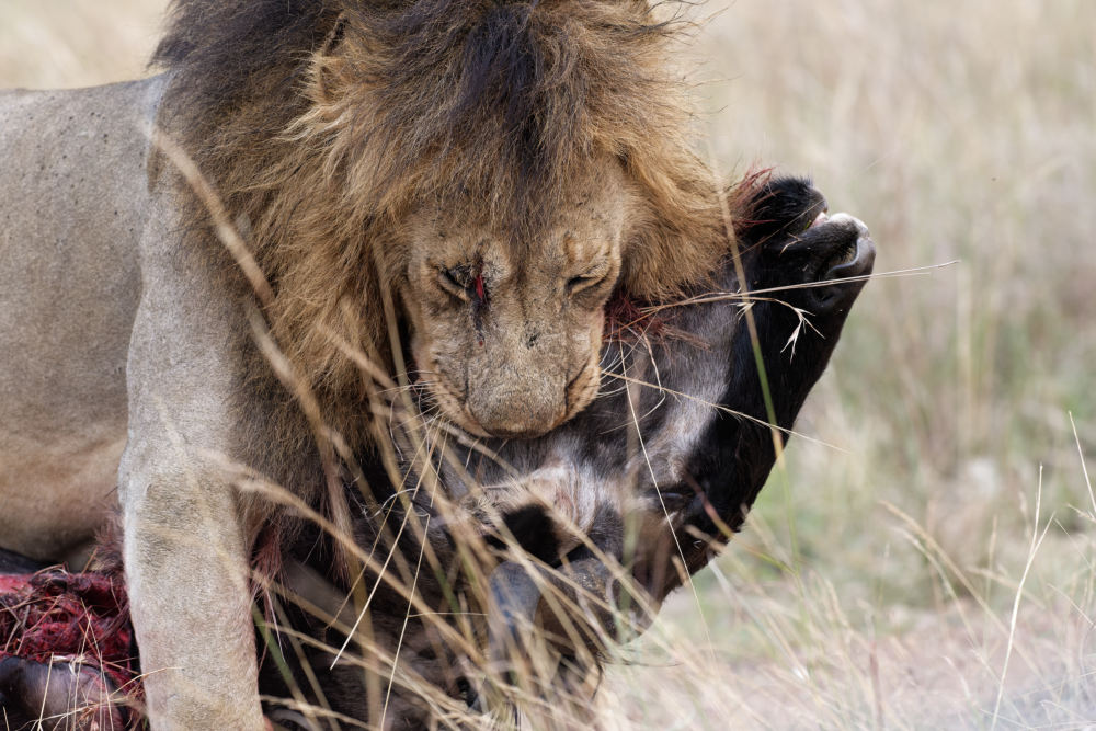 Löwe mit Gnu, welches er in den Morgenstuden gejagt hatte