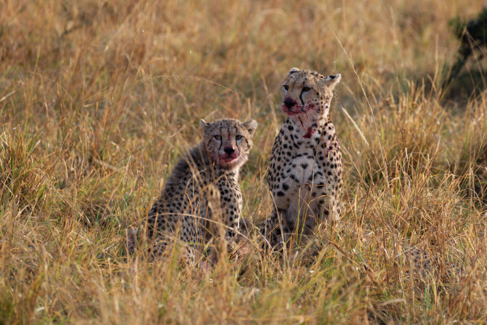 Die zwei jungen Geparden bei fressen 'ihrer' Beute