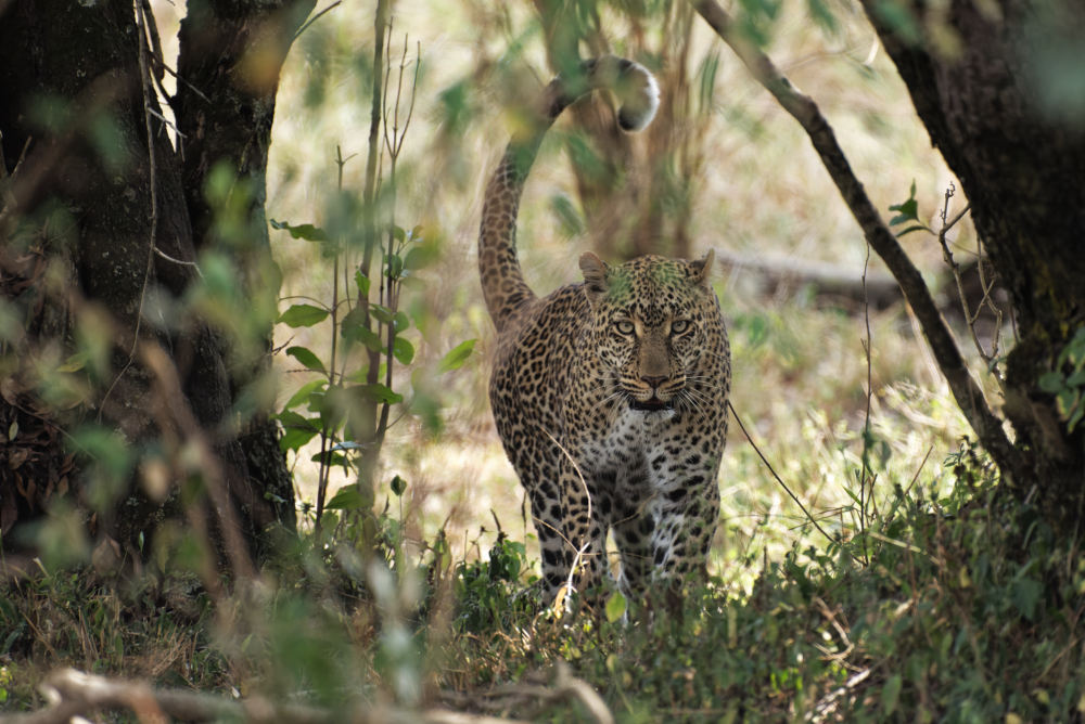 Die Leopardin Kaboso