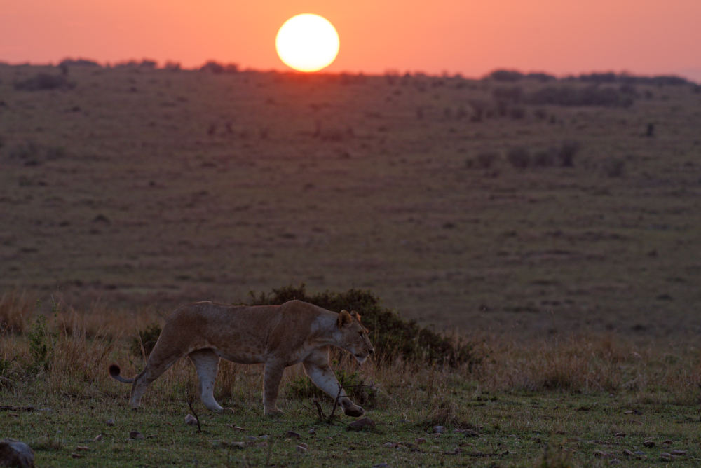 Sonnenaufgang mit Löwe