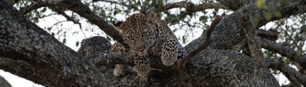 Die junge Leopardin Jilime auf dem Baum