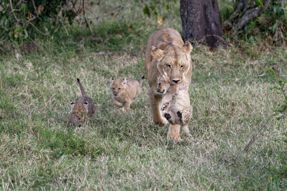 Löwin mit ihren Babys