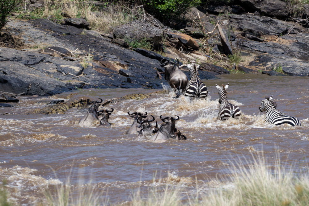 Crossing mit Zebras, Gnus und Krokodilen