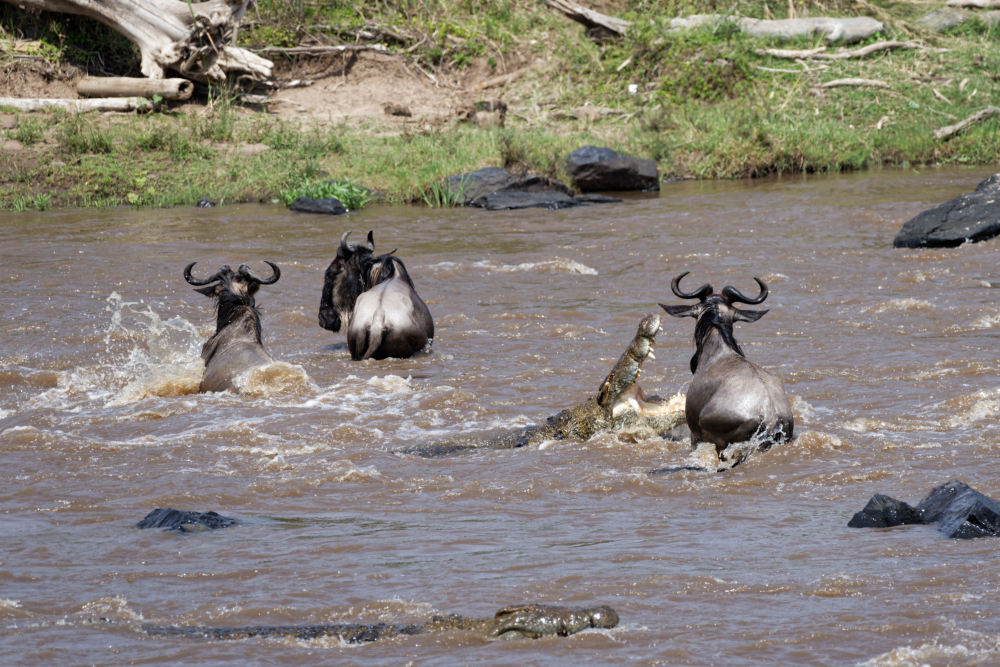 Ein Crossing ist für alle Tiere gefährlich