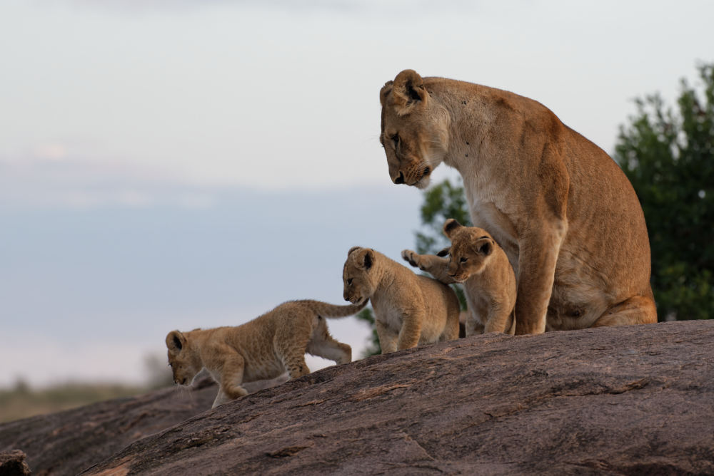 Löwenfamilie auf den Balck Rocks
