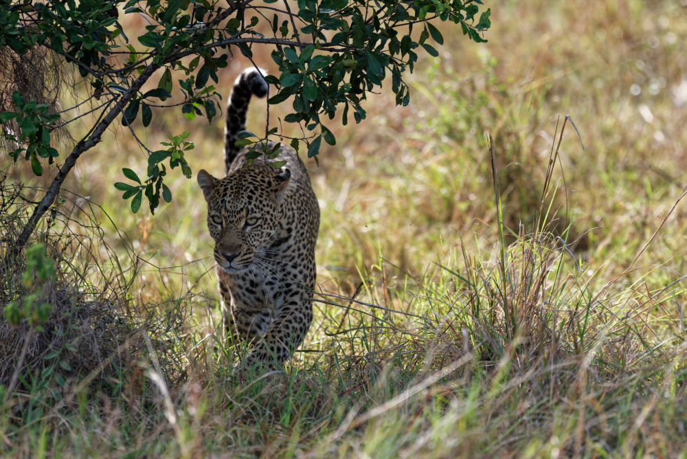 Die Leopardin Casuri