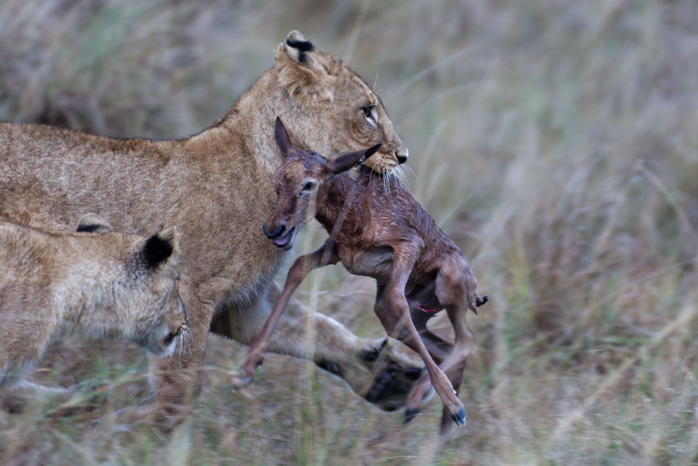 Löwe mit neugeborenem Topi